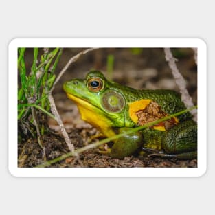 Big Ol' Green Frog Photograph Sticker